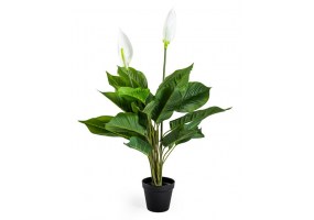 Ornamental Potted Peace Lily Plant