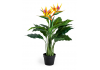 Ornamental Potted Bird of Paradise Plant