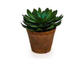 Ornamental Succulent in Terracotta Pot