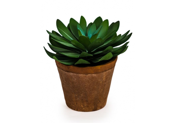 Ornamental Succulent in Terracotta Pot