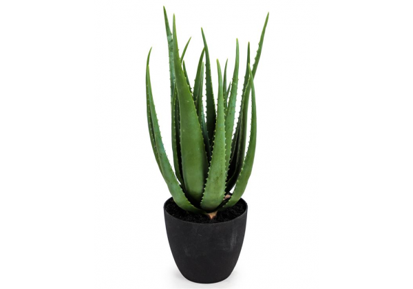 Ornamental Large Aloe Plant in Black Pot