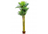 Ornamental Extra Large Palm Trees in Black Pot