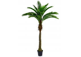 Ornamental Large Palm Tree in Black Pot