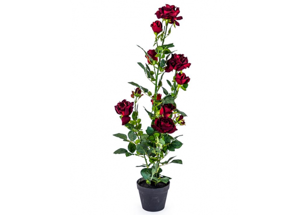 Ornamental Red Rose Plant in Black Pot