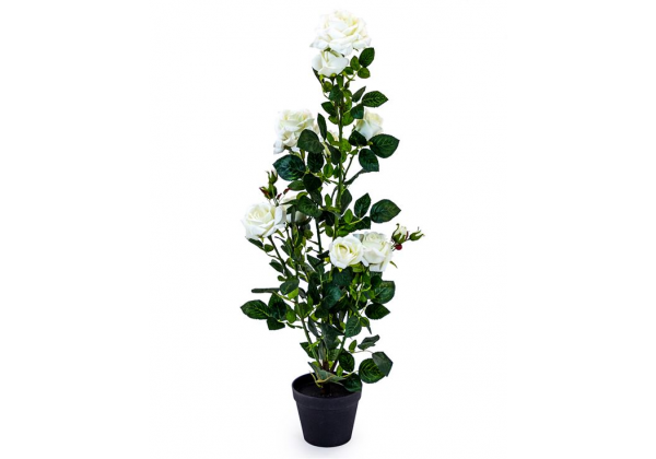 Ornamental White Rose Plant in Black Pot