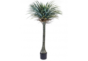 Ornamental Extra Large Yucca Tree in Black Pot