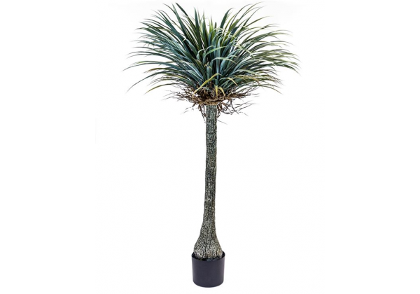 Ornamental Extra Large Yucca Tree in Black Pot