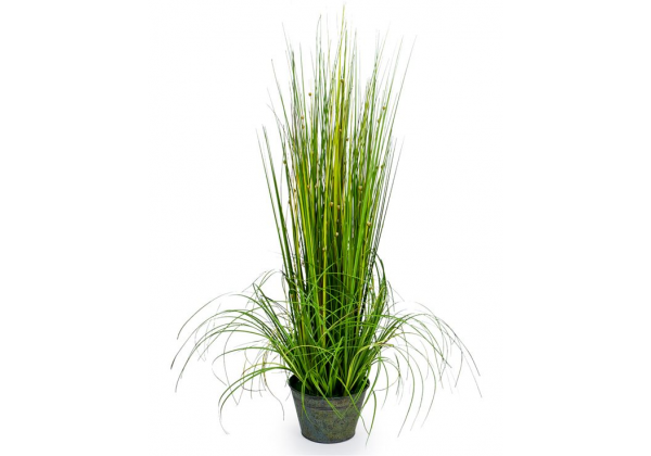 Ornamental Grasses in Galvanised Pot